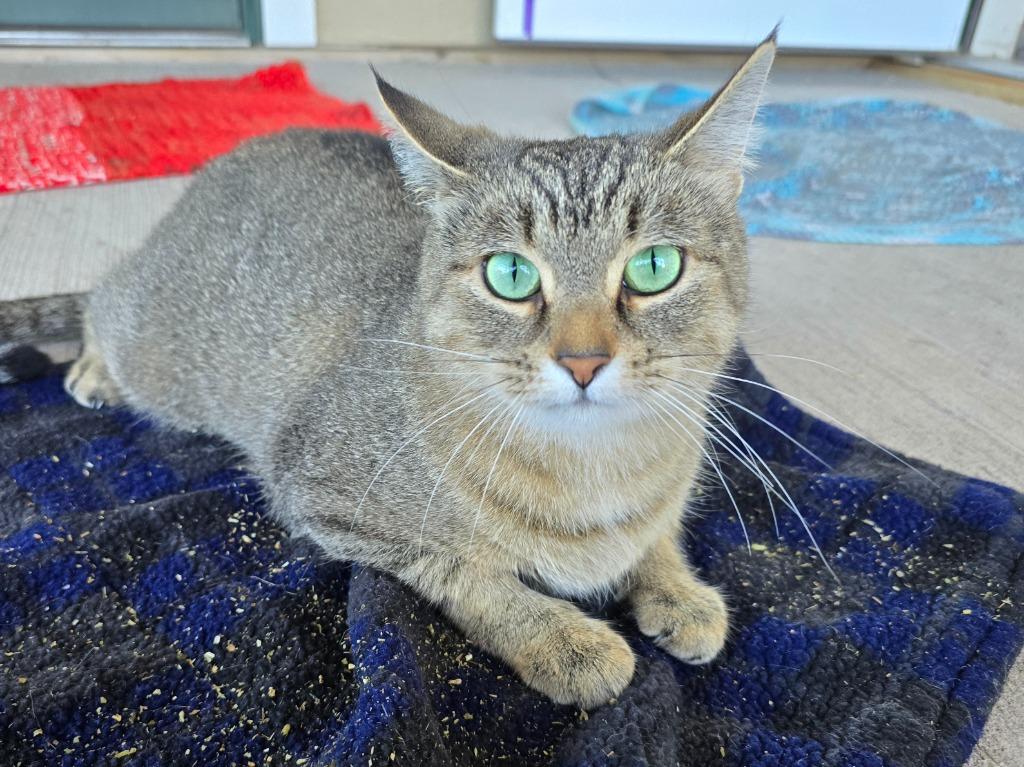 Enlarge P0 Pergo, a Adoptable mixed breed in Ashland, WI image 5/6
