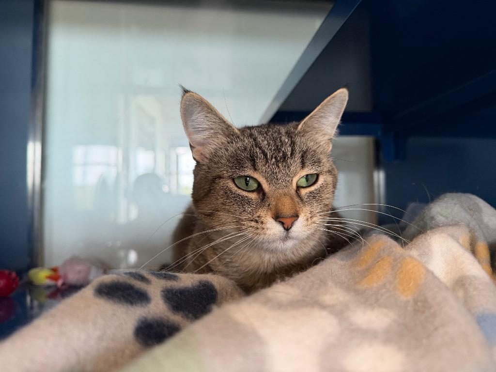 Enlarge P0 Pergo, a Adoptable mixed breed in Ashland, WI image 6/6