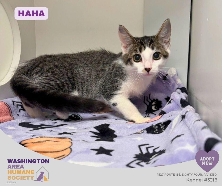 Enlarge Haha, a Adoptable mixed breed in Eighty Four, PA image 1/1
