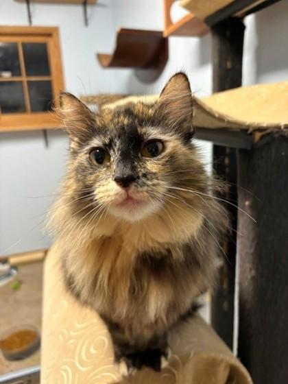 Enlarge Clawdia, a ADOPTABLE Domestic Long Hair in Downers Grove, IL image 2/3