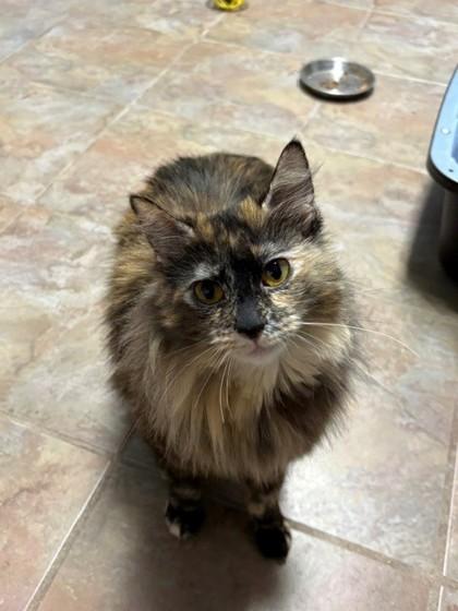 Enlarge Clawdia, a ADOPTABLE Domestic Long Hair in Downers Grove, IL image 3/3