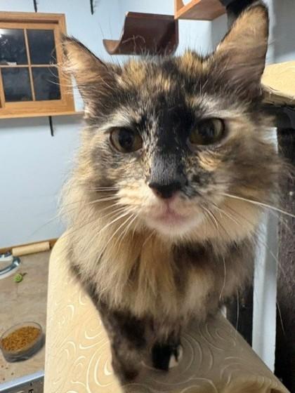 Clawdia, ADOPTABLE, Adult Female Domestic Long Hair.