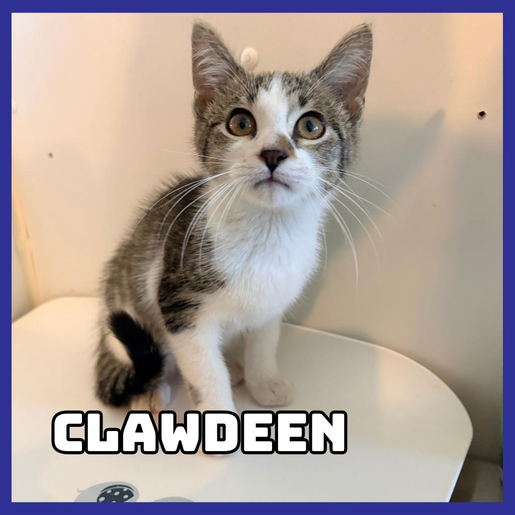 Enlarge Clawdeen, a Adoptable Domestic Short Hair in Glenwood, MN image 1/1