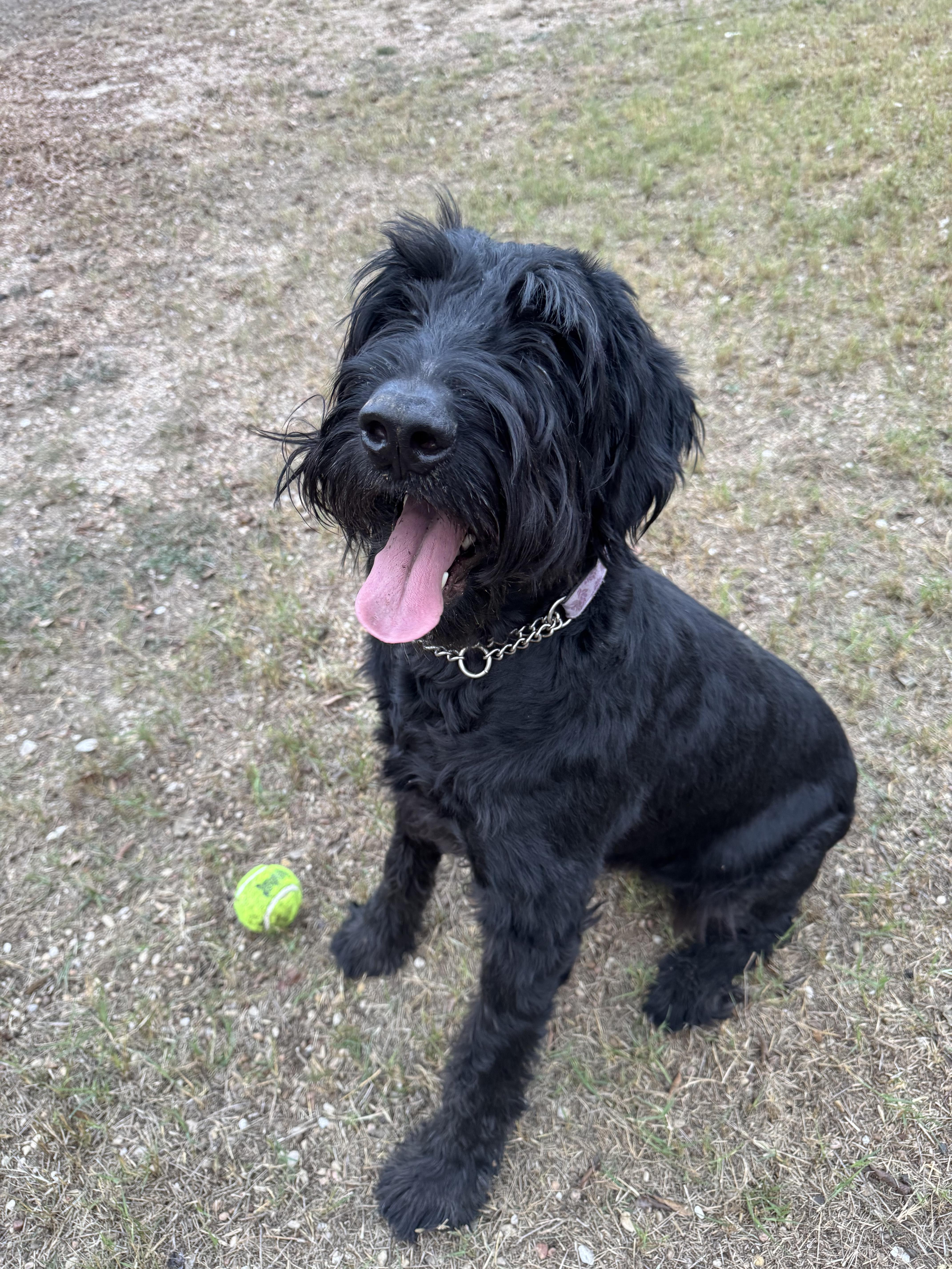 Enlarge Freya, a Adoptable Giant Schnauzer in Alamo Heights, TX image 1/5