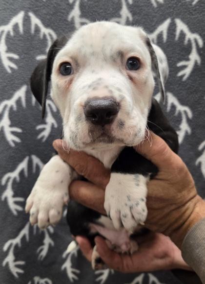 Enlarge Rudolph, a Adoptable mixed breed in Malvern, PA image 1/3