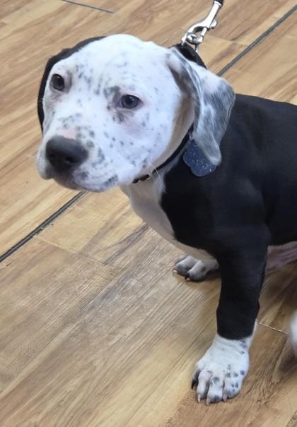 Enlarge Rudolph, a Adoptable mixed breed in Malvern, PA image 2/3