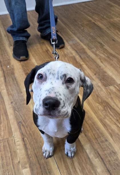 Enlarge Rudolph, a Adoptable mixed breed in Malvern, PA image 3/3
