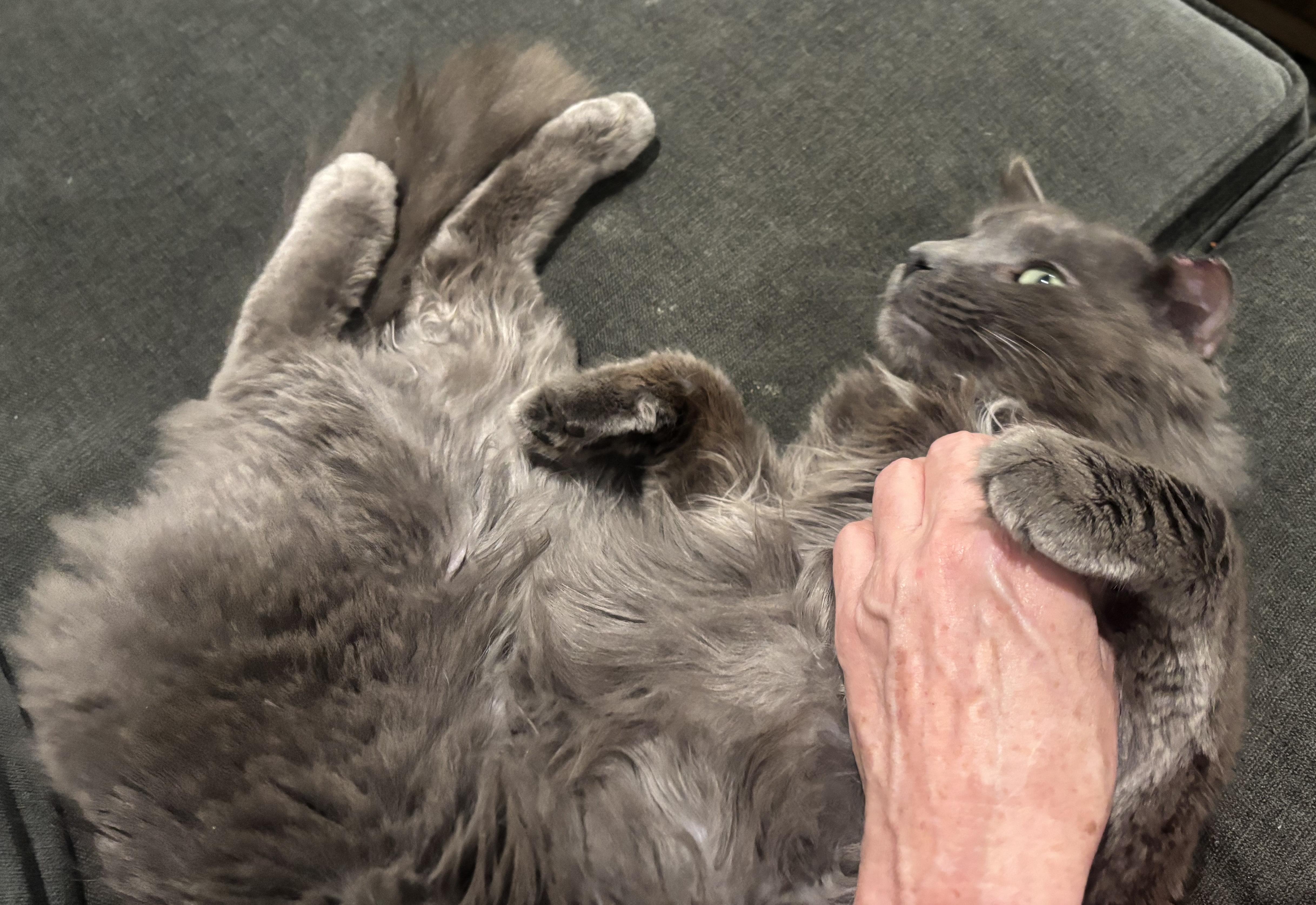 Enlarge Greybeard, a ADOPTABLE Domestic Long Hair in Hilton Head Island, SC image 2/3