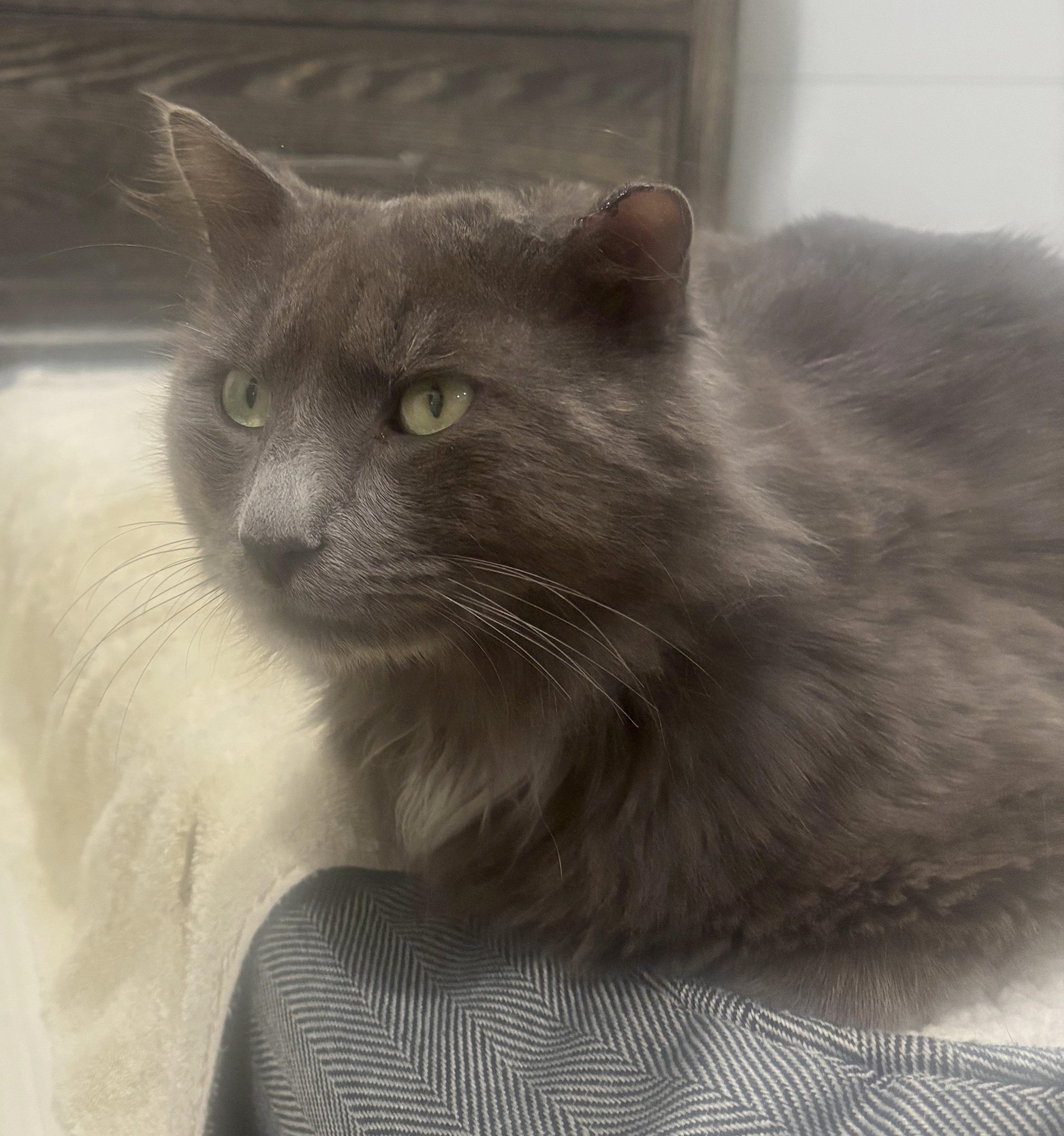 Enlarge Greybeard, a ADOPTABLE Domestic Long Hair in Hilton Head Island, SC image 1/3