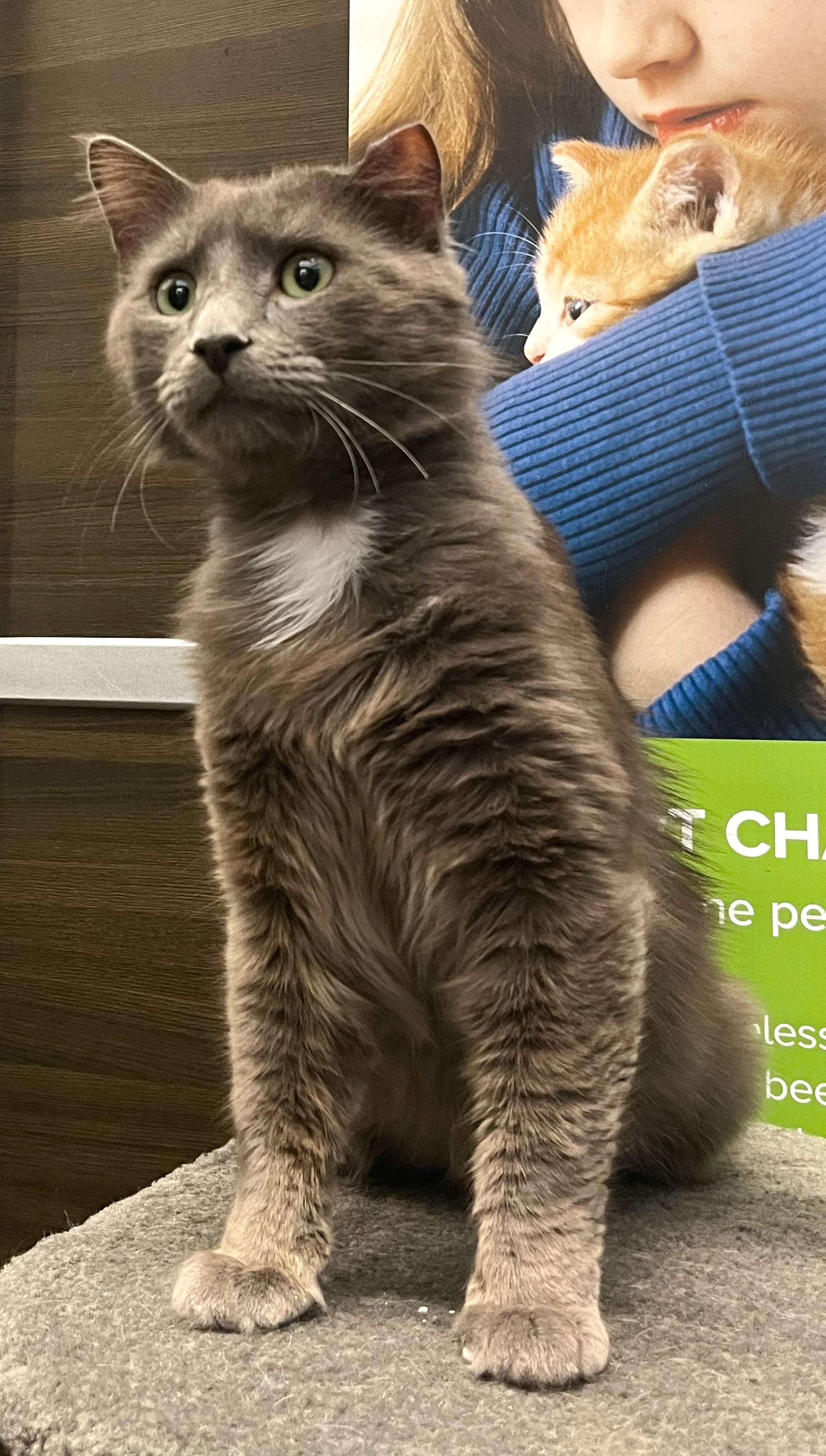 Greybeard, a ADOPTABLE mixed breed in Hilton Head Island, SC image 2/6