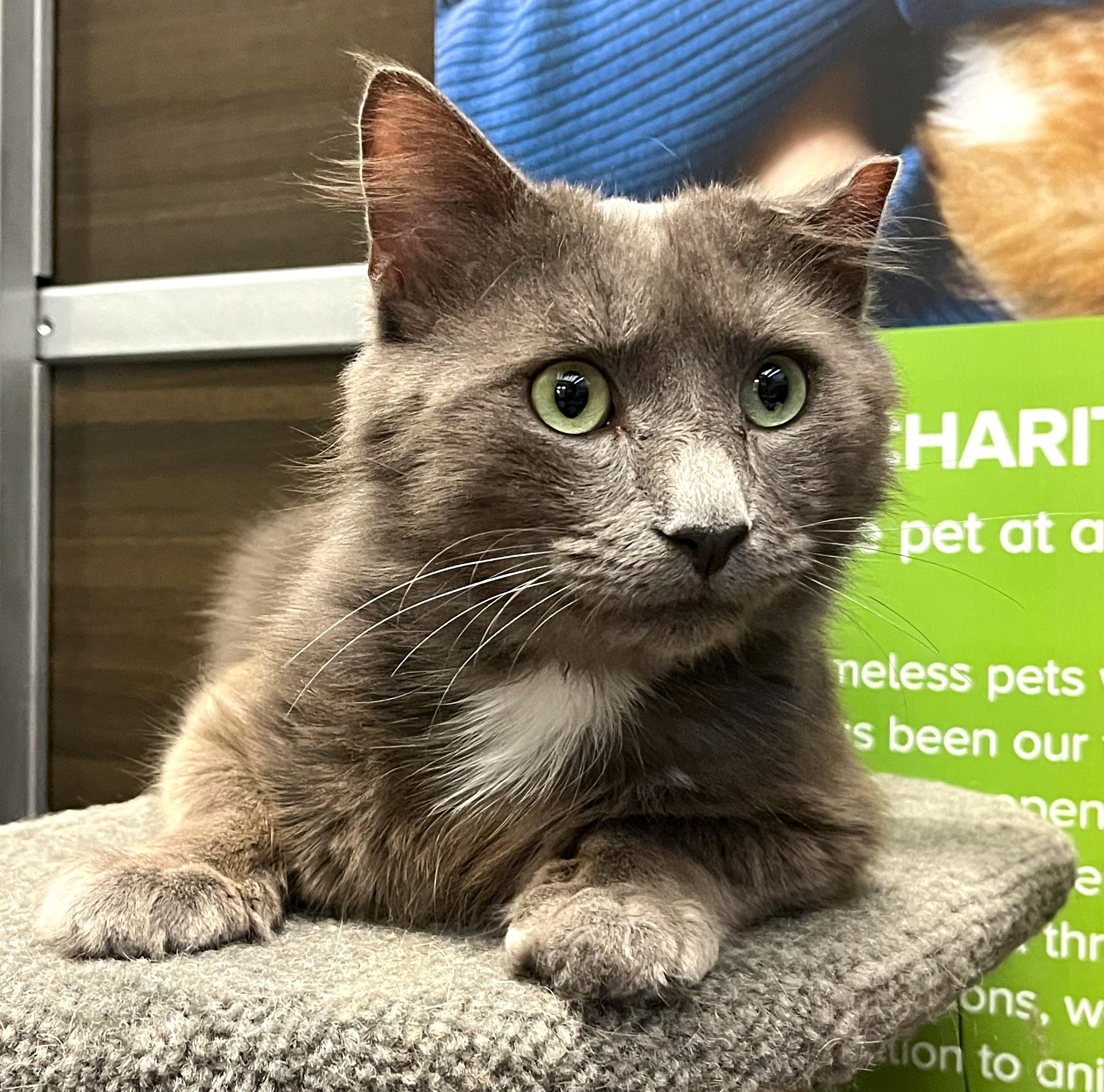 Greybeard, a ADOPTABLE mixed breed in Hilton Head Island, SC image 1/6