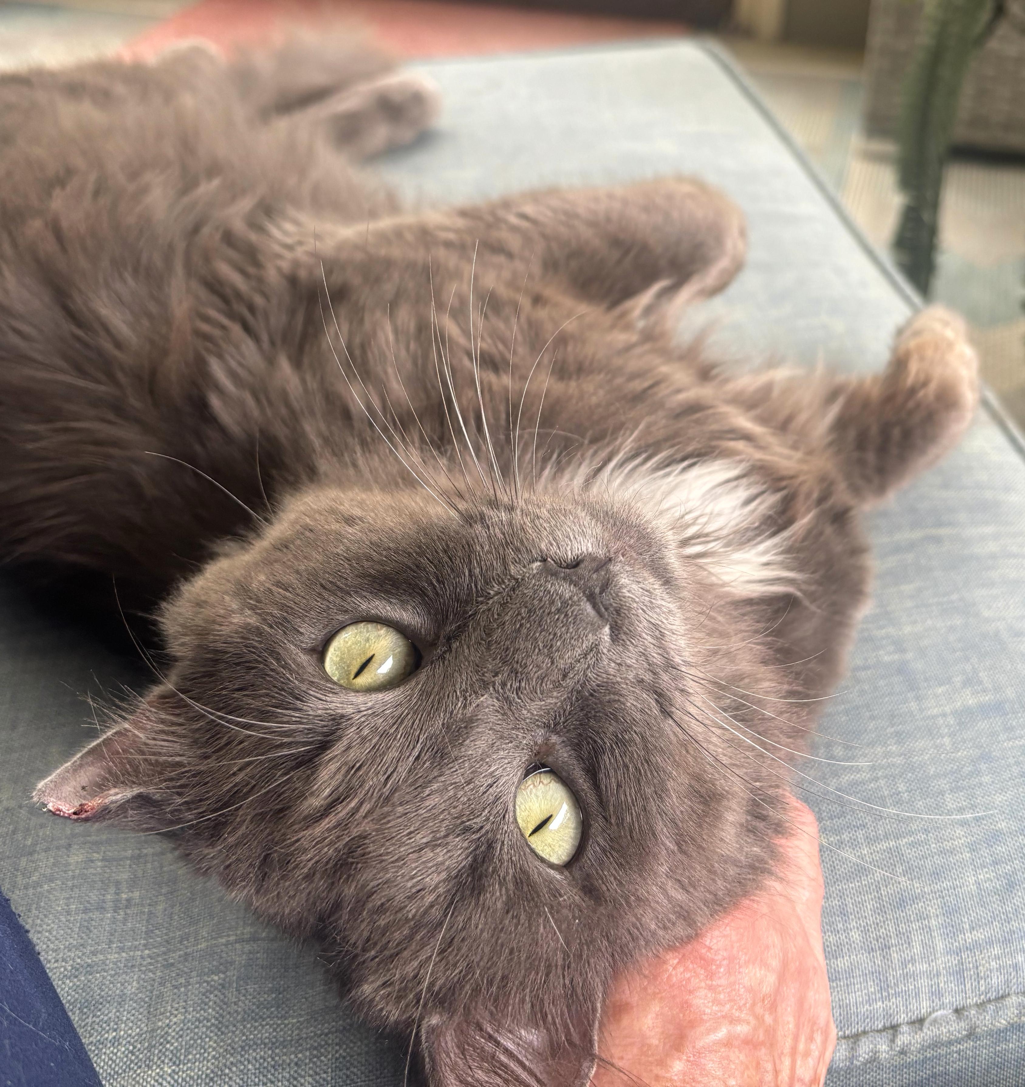 Greybeard, a ADOPTABLE mixed breed in Hilton Head Island, SC image 3/6
