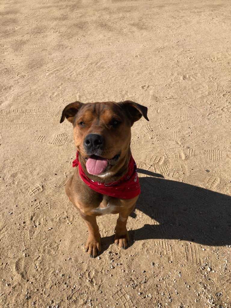 Mr. T, a Adoptable mixed breed in Temecula, CA image 3/6