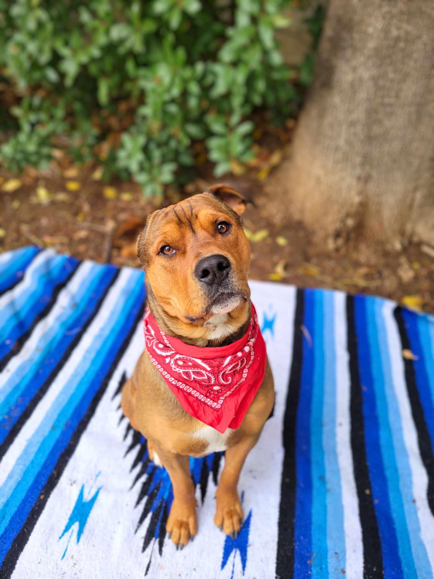 Mr. T, a Adoptable mixed breed in Temecula, CA image 2/6