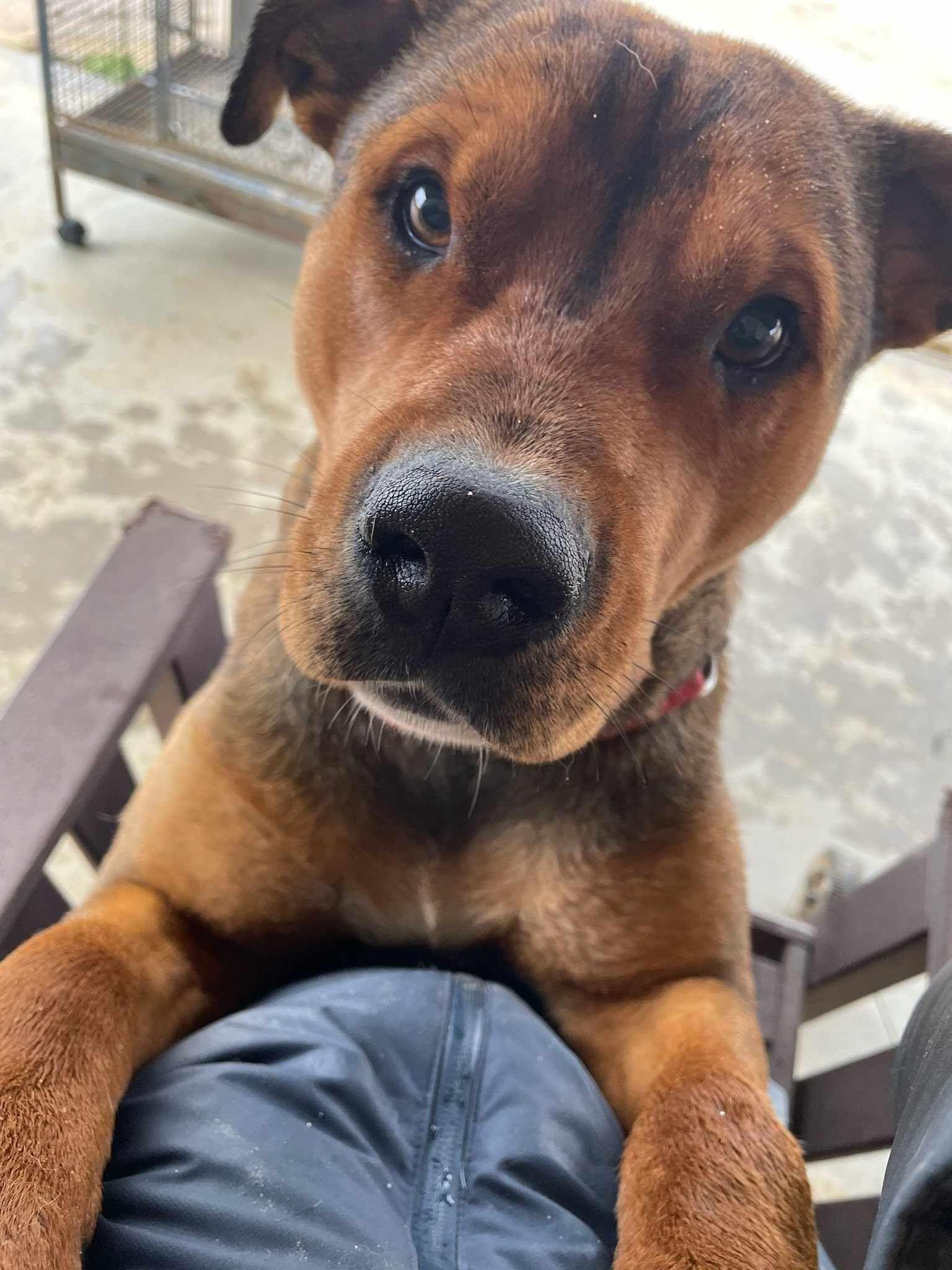 Mr. T, a Adoptable mixed breed in Temecula, CA image 6/6