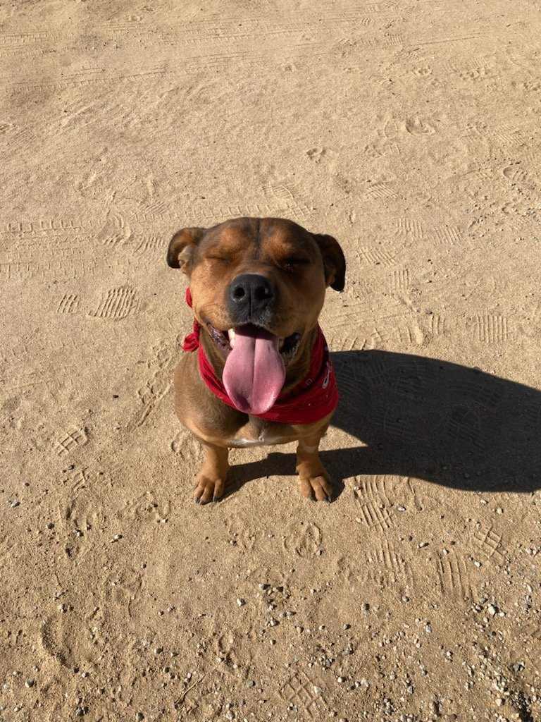 Mr. T, a Adoptable mixed breed in Temecula, CA image 4/6