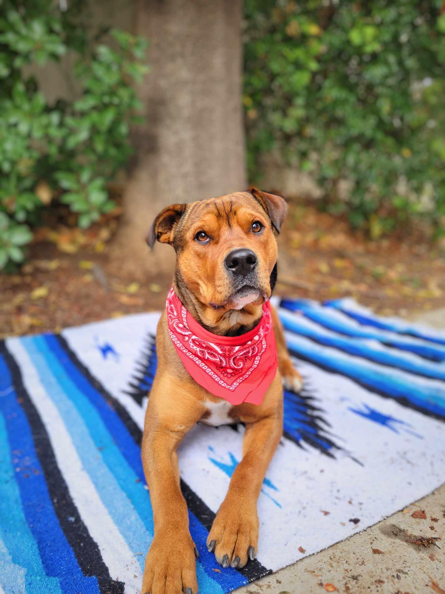 Mr. T, a Adoptable mixed breed in Temecula, CA image 1/6