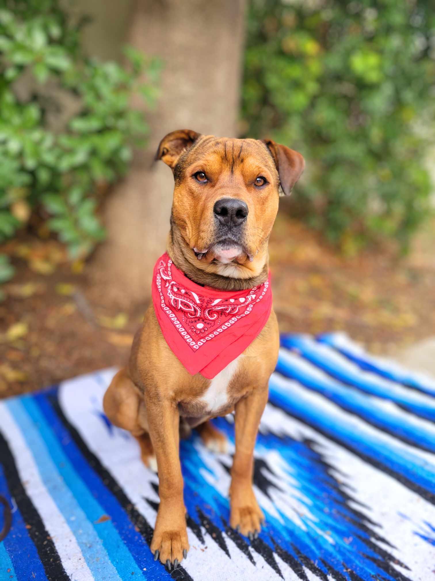 Mr. T, a Adoptable mixed breed in Temecula, CA image 5/6