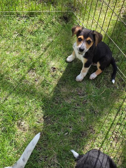 Leo, a ADOPTABLE mixed breed in Union Grove, WI image 4/4