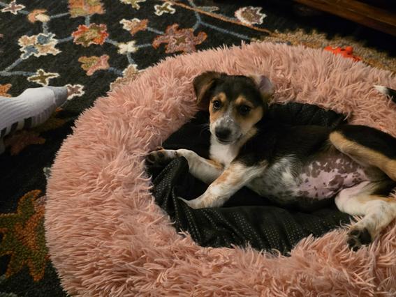 Leo, a ADOPTABLE mixed breed in Union Grove, WI image 3/4