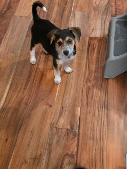 Leo, ADOPTABLE, Puppy Male Beagle & Terrier.