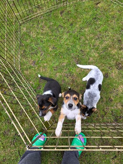 Leo, a ADOPTABLE mixed breed in Union Grove, WI image 2/4