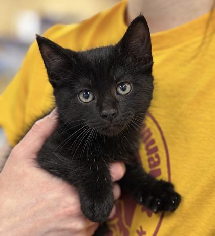 Darkness, Adoptable, Kitten Male Domestic Medium Hair & Domestic Short Hair.