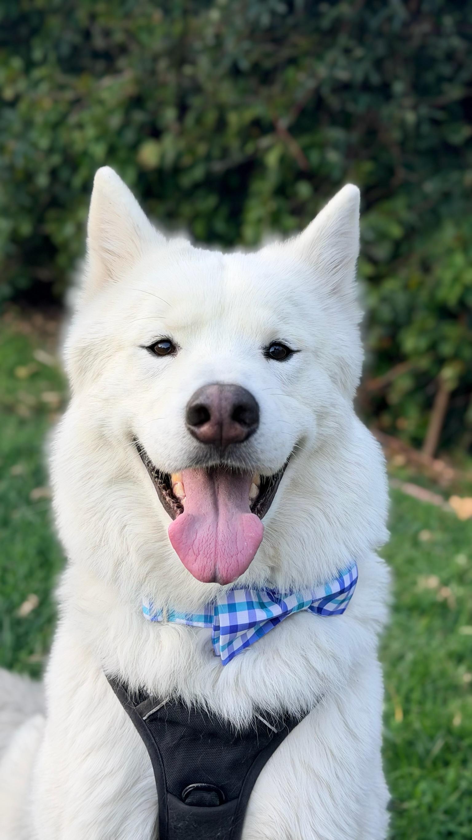 Rowan, Adoptable, Young Male Samoyed.