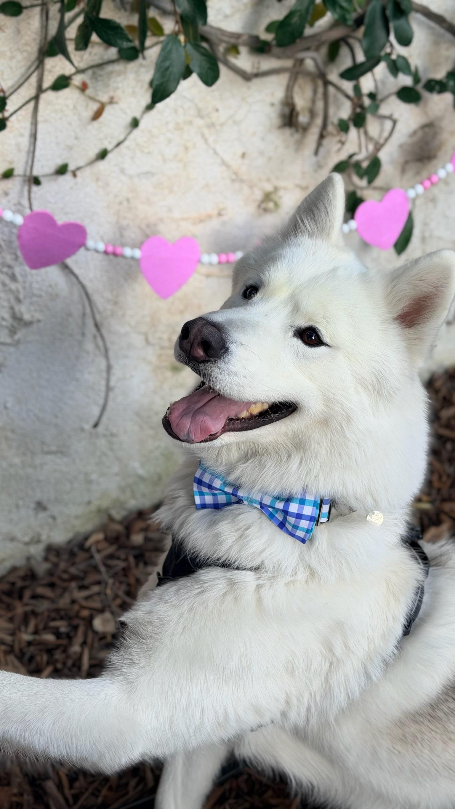 Enlarge Rowan, a Adoptable mixed breed in Huntington Beach , CA image 4/5