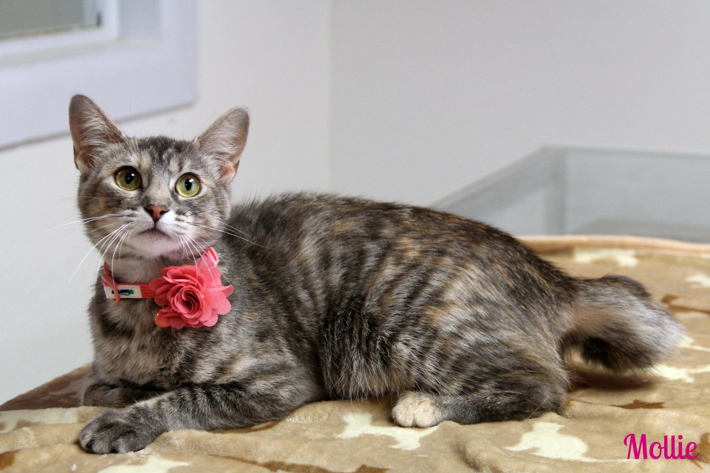 Mollie, ADOPTABLE, Adult Female Domestic Short Hair.