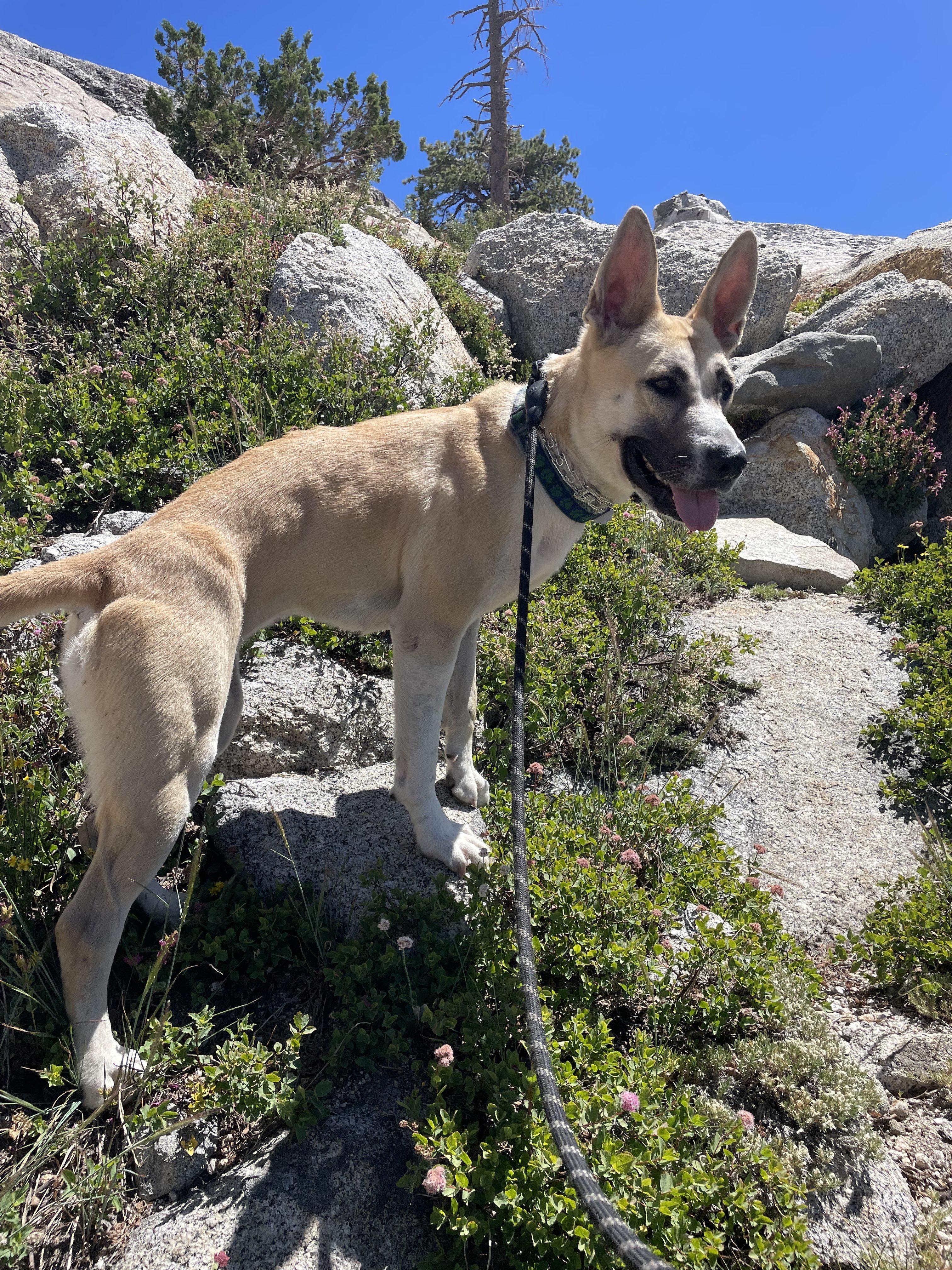 Cali