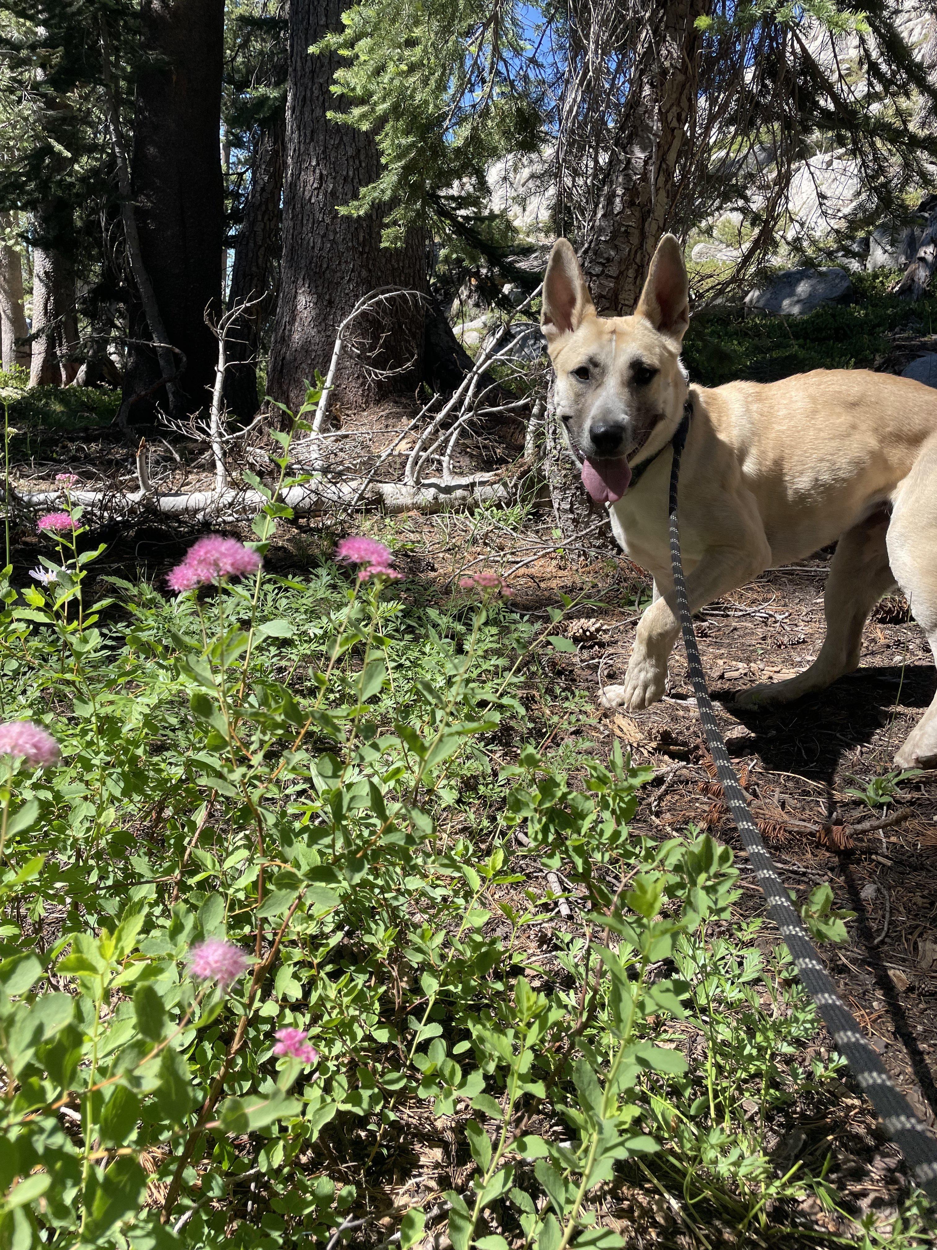 Cali