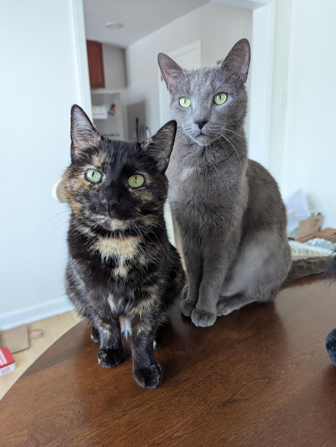 Pat & Bunny, Adult Female Domestic Short Hair
