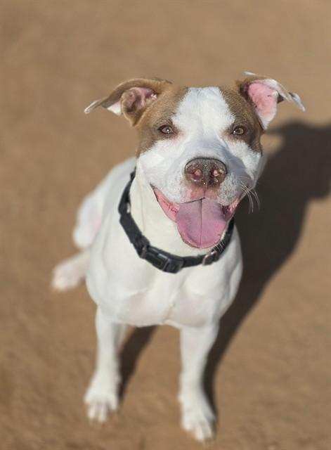 OLIVIA, Adoptable, Young Female American Staffordshire Terrier & Mixed Breed.