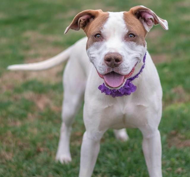 OLIVIA, Adoptable, Young Female American Staffordshire Terrier & Mixed Breed.
