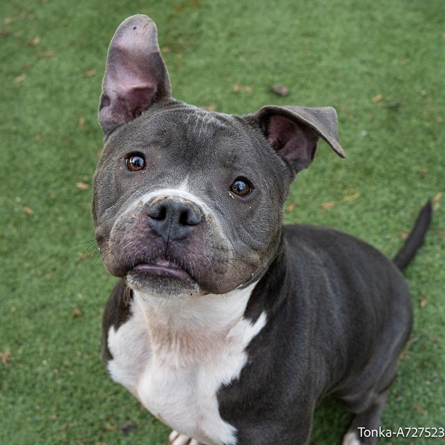 Enlarge TONKA, a Adoptable Pit Bull Terrier in Sacramento, CA image 1/1