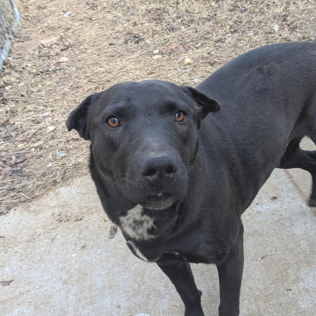 Enlarge Maxie, a Adoptable Mixed Breed in Huntsville, AR image 1/2