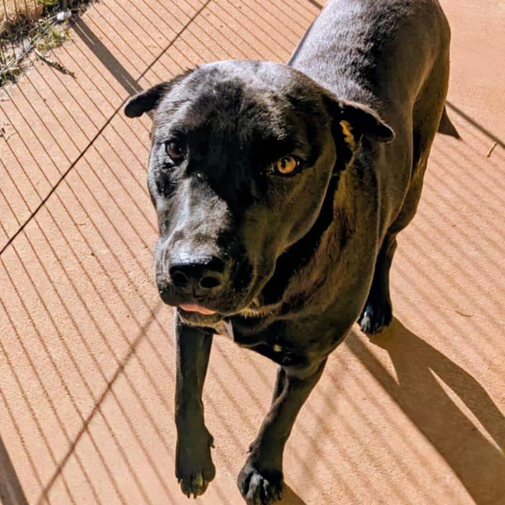 Enlarge Maxie, a Adoptable Mixed Breed in Huntsville, AR image 2/2