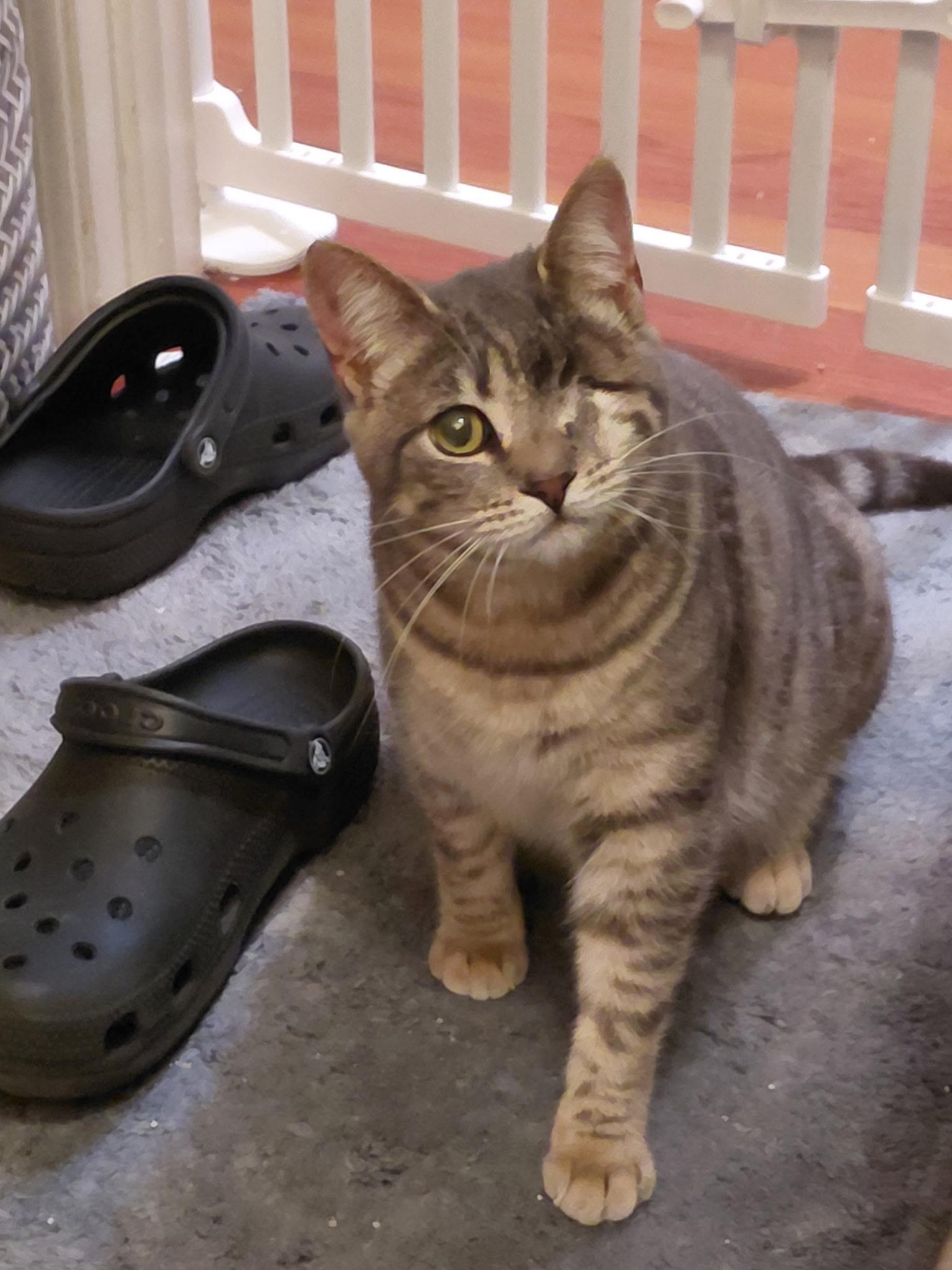 Enlarge Sweetheart, a Adoptable mixed breed in Petaluma, CA image 2/3