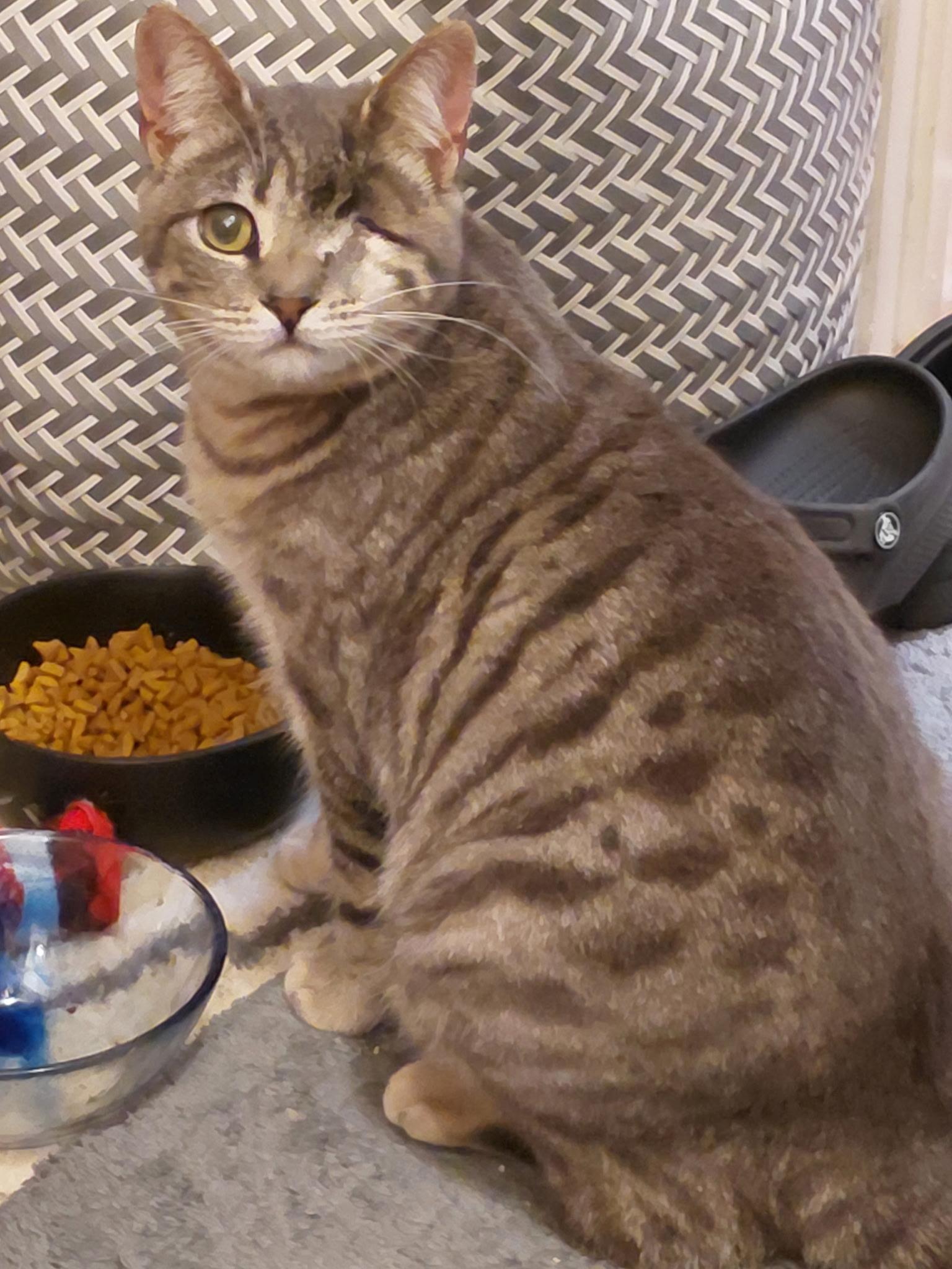 Sweetheart, Adoptable, Young Female Bengal.