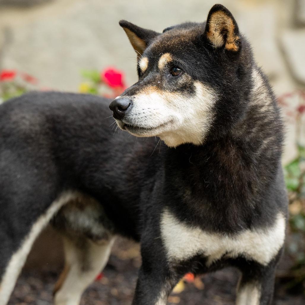Enlarge Zion, a Adoptable Shiba Inu in Chester Springs, PA image 1/6