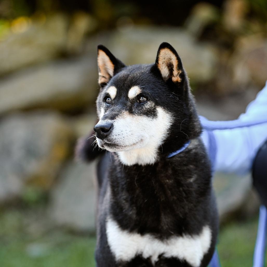 Enlarge Zion, a Adoptable Shiba Inu in Chester Springs, PA image 2/6