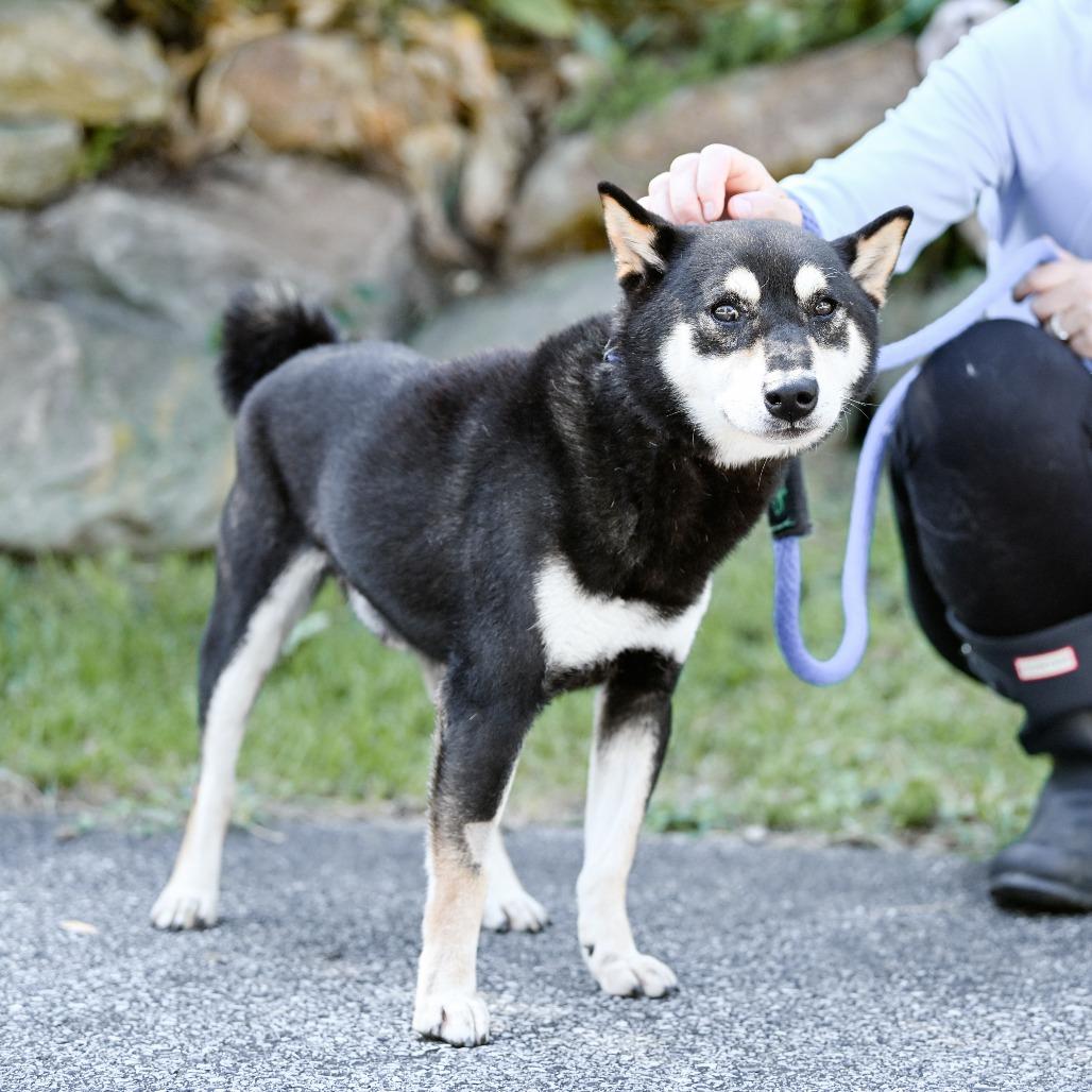 Enlarge Zion, a Adoptable Shiba Inu in Chester Springs, PA image 3/6