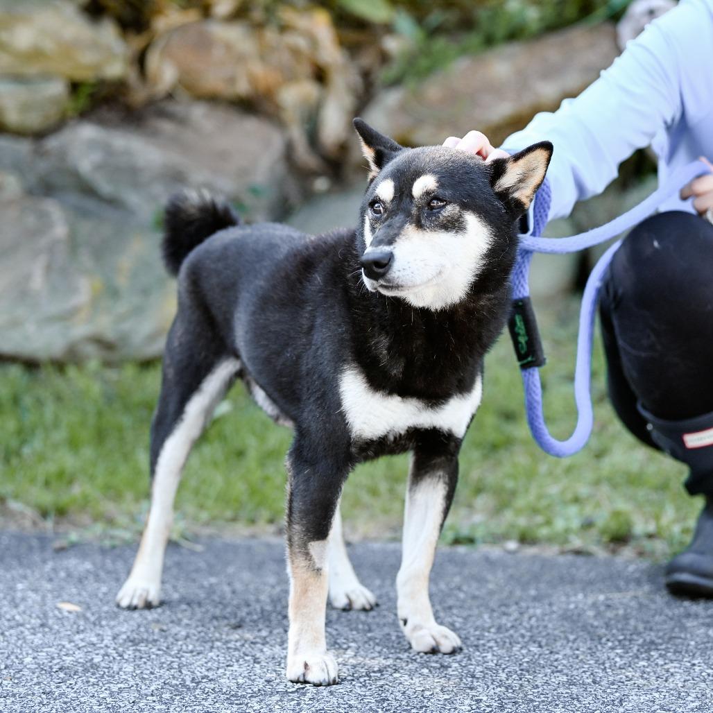 Enlarge Zion, a Adoptable Shiba Inu in Chester Springs, PA image 4/6