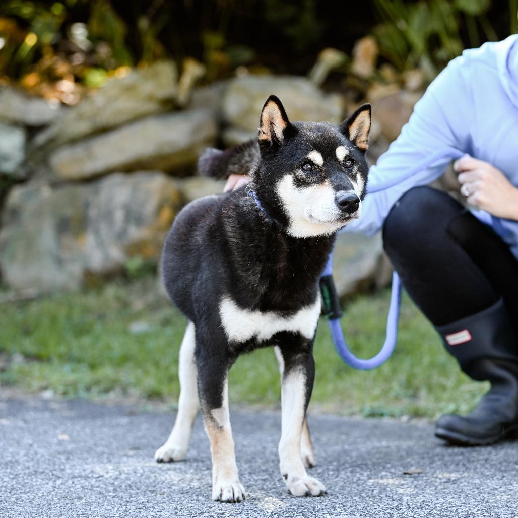 Enlarge Zion, a Adoptable Shiba Inu in Chester Springs, PA image 6/6