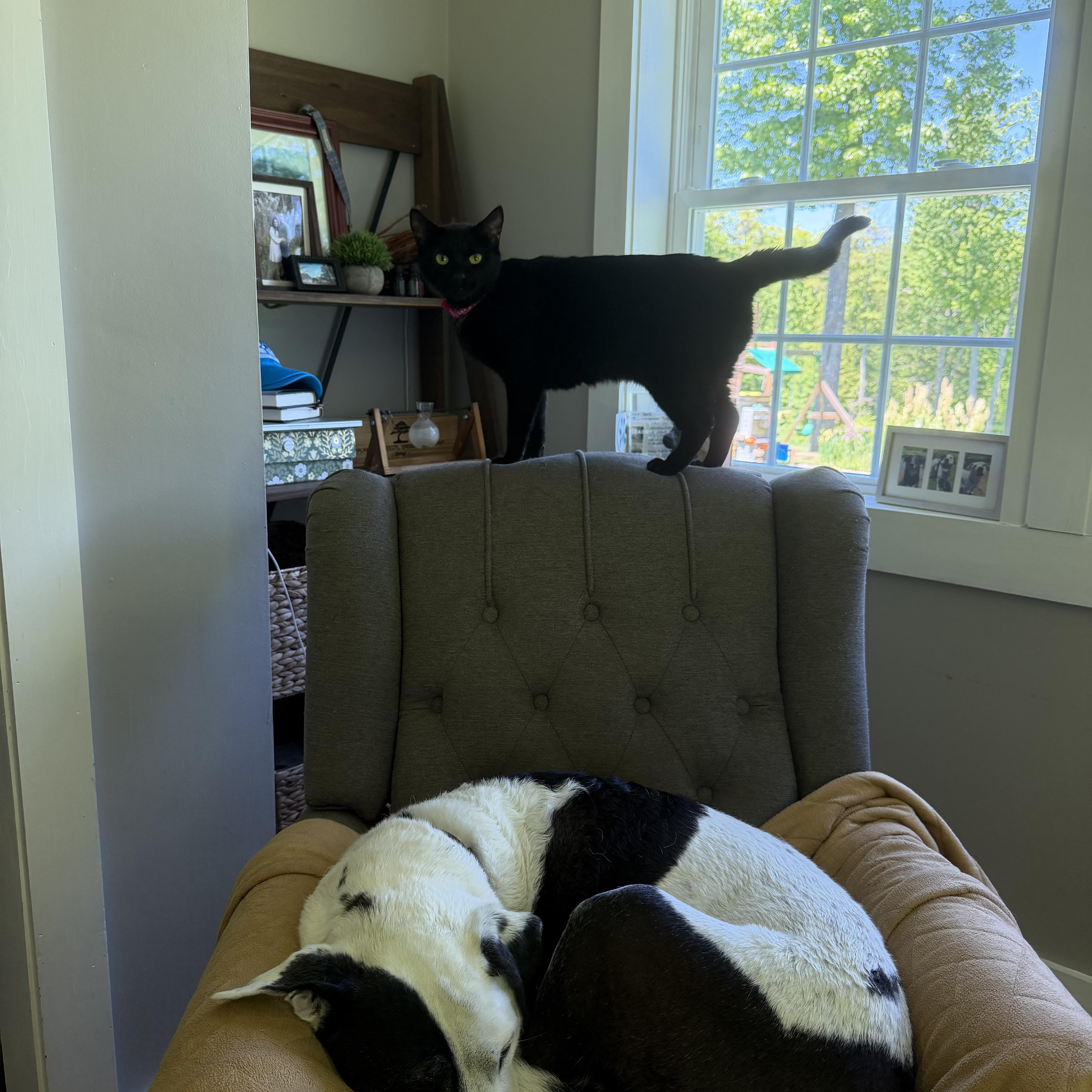 Nyx courtesy post, a ADOPTABLE American Shorthair in New Boston, NH image 2/6