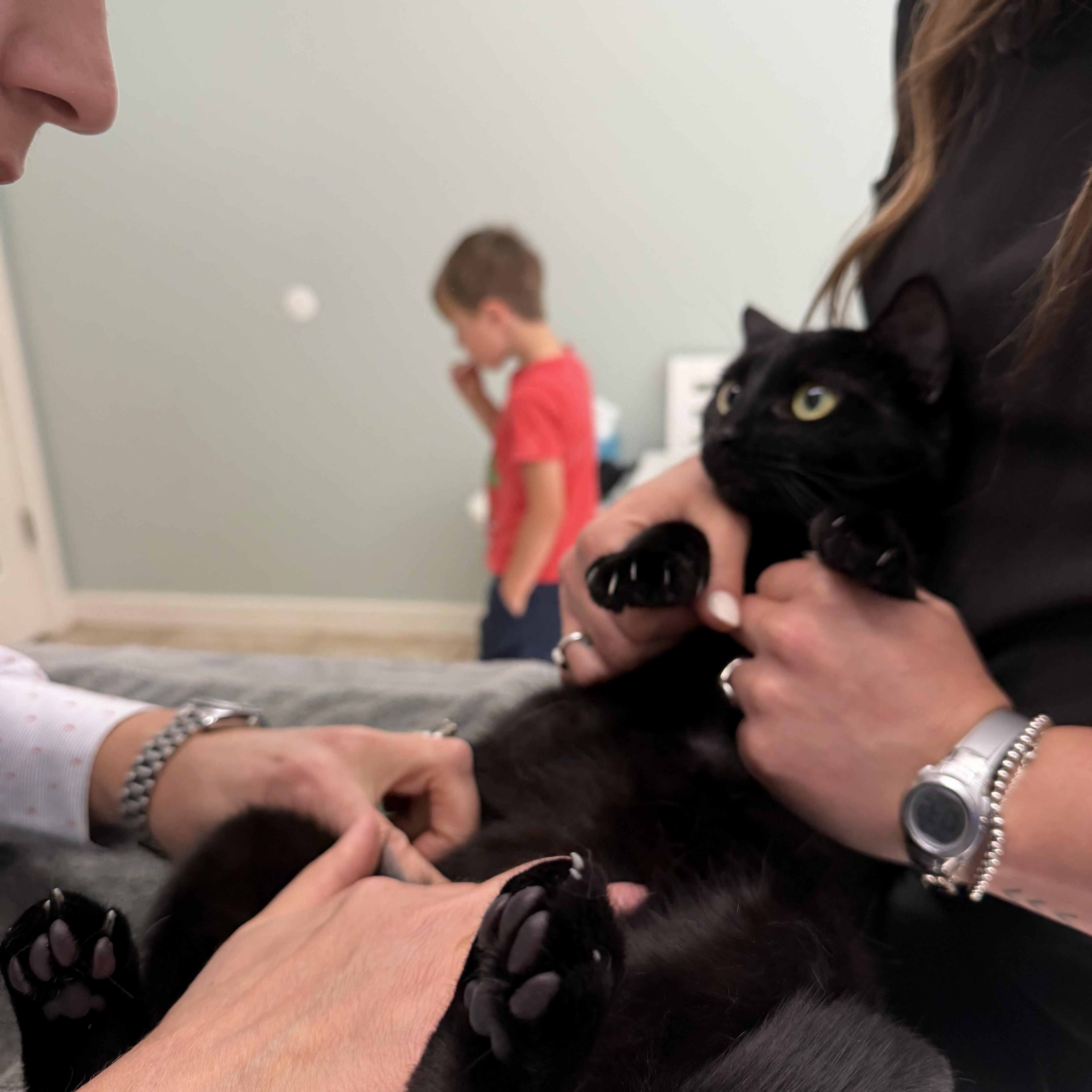 Nyx courtesy post, a ADOPTABLE American Shorthair in New Boston, NH image 6/6