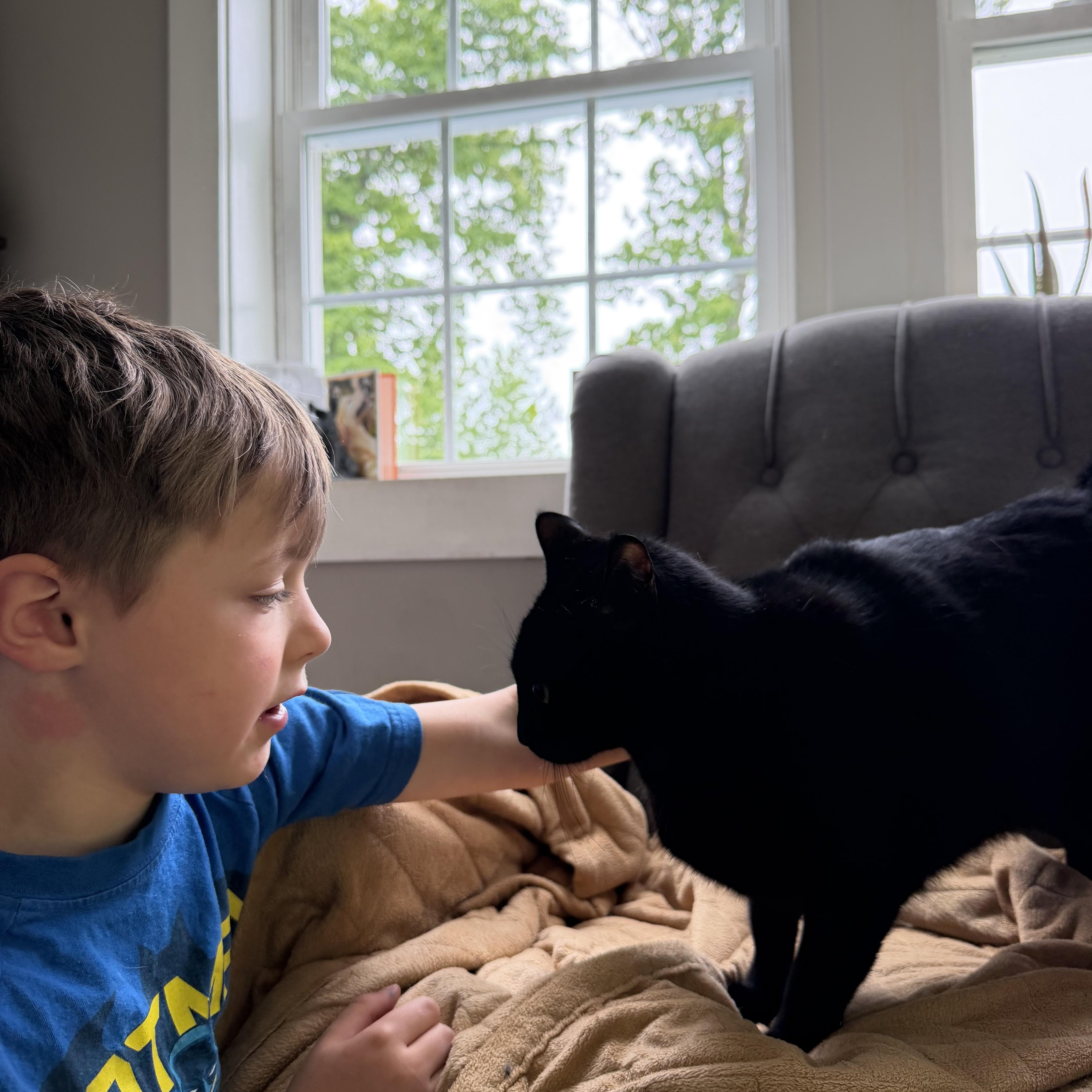 Nyx courtesy post, a ADOPTABLE American Shorthair in New Boston, NH image 5/6
