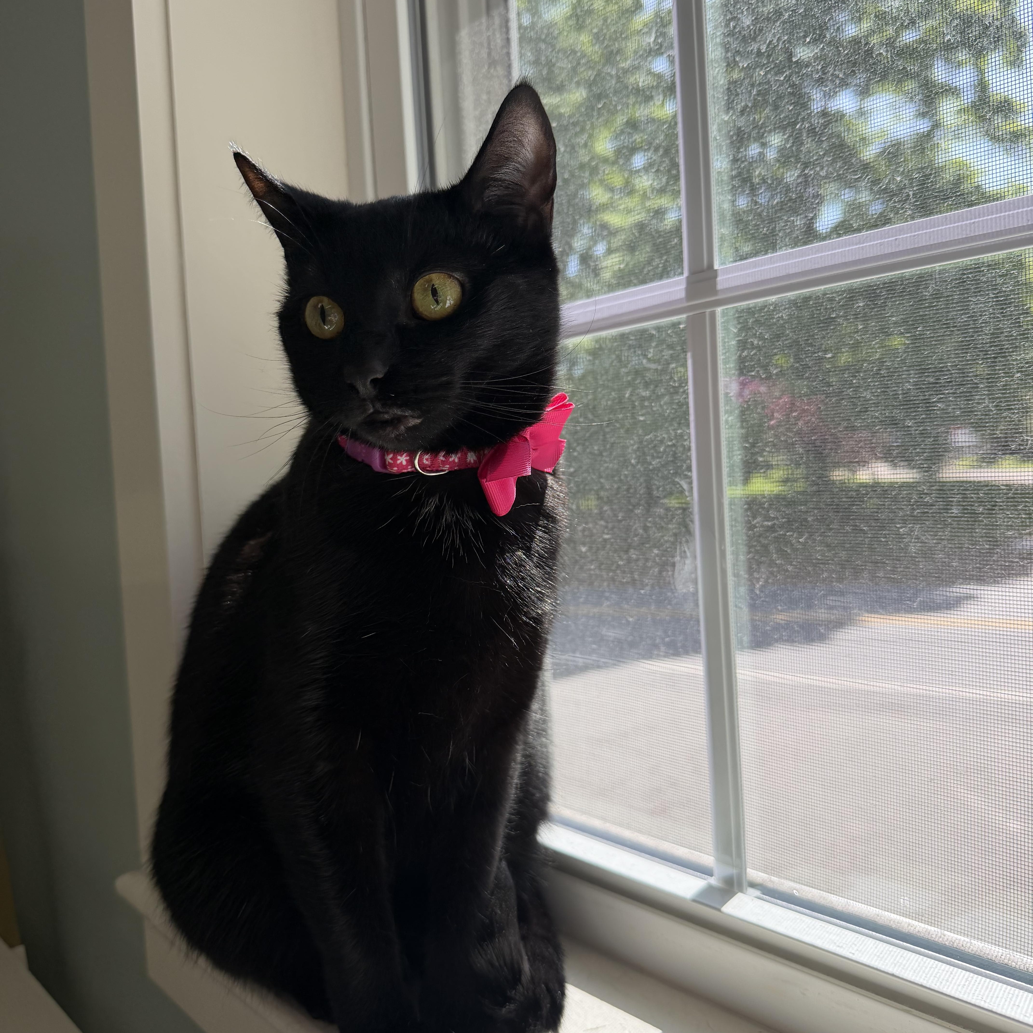 Nyx courtesy post, a ADOPTABLE American Shorthair in New Boston, NH image 4/6