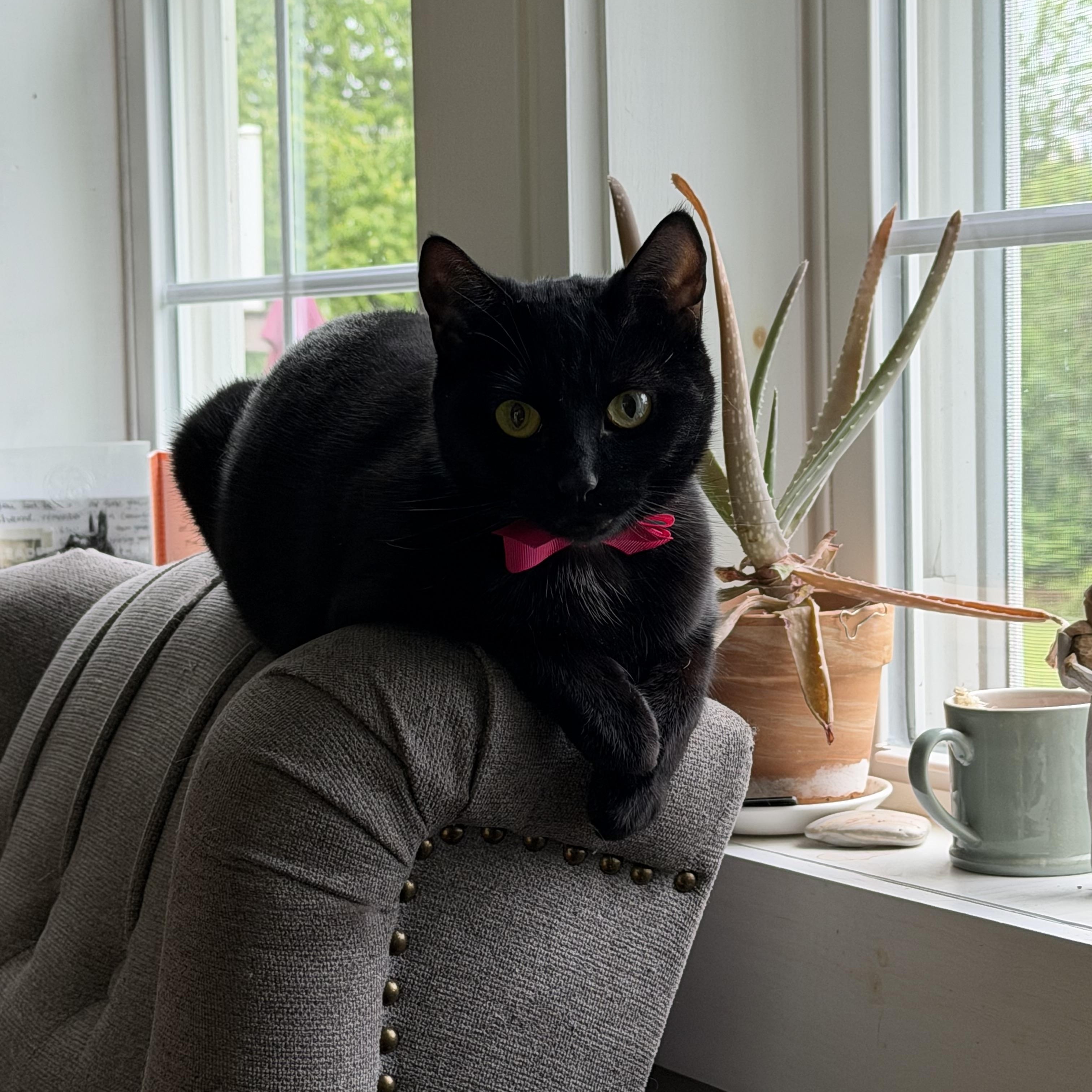Nyx courtesy post, ADOPTABLE, Young Female American Shorthair.